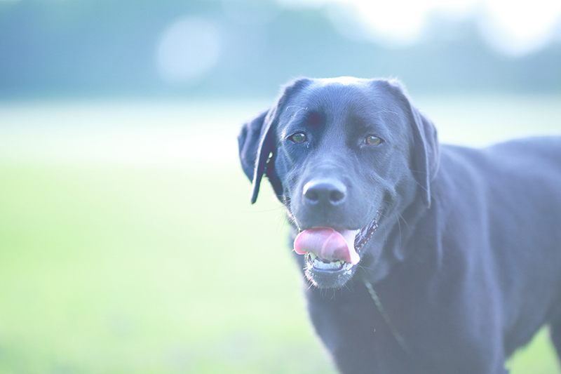 愛犬のみ撮影イメージ写真