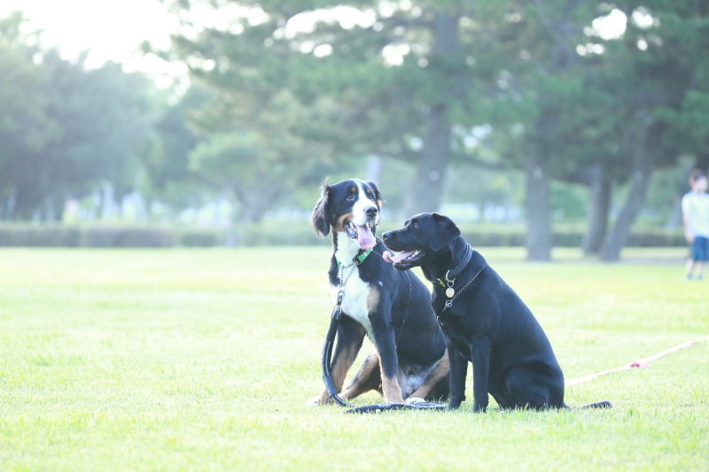 愛犬と一緒に写真を撮ろう！イメージ写真