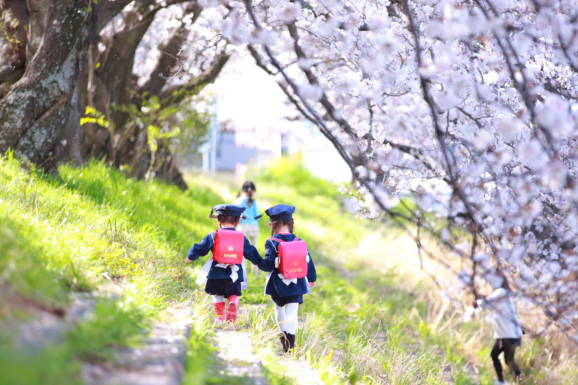 桜撮影会写真サンプル