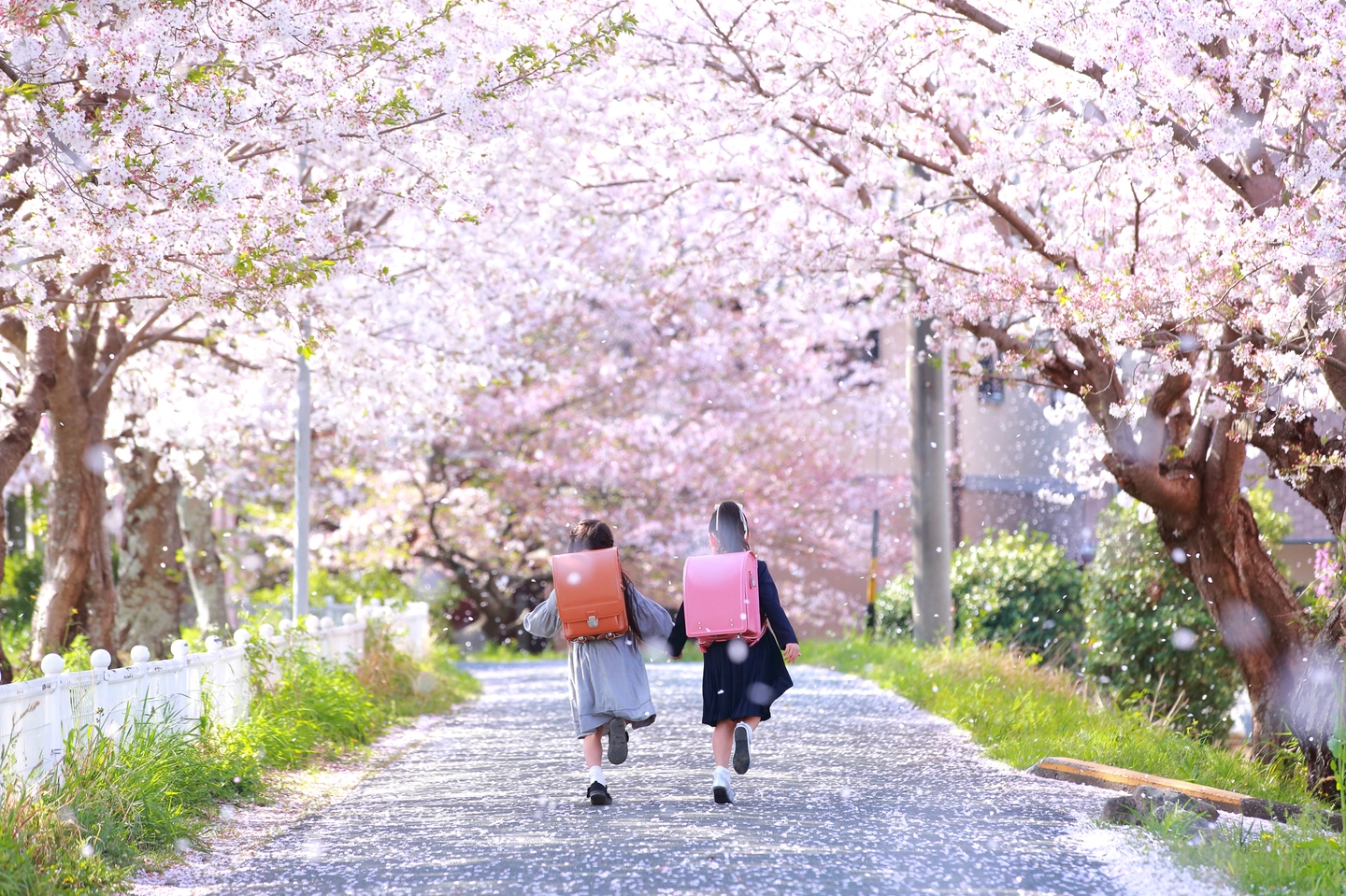 満開の桜の下を歩く子供たち